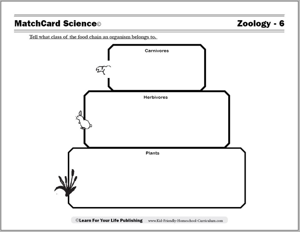 Food Chain Worksheets